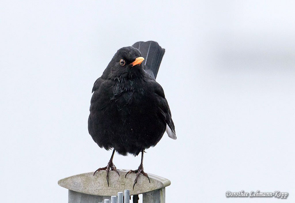 Amsel m