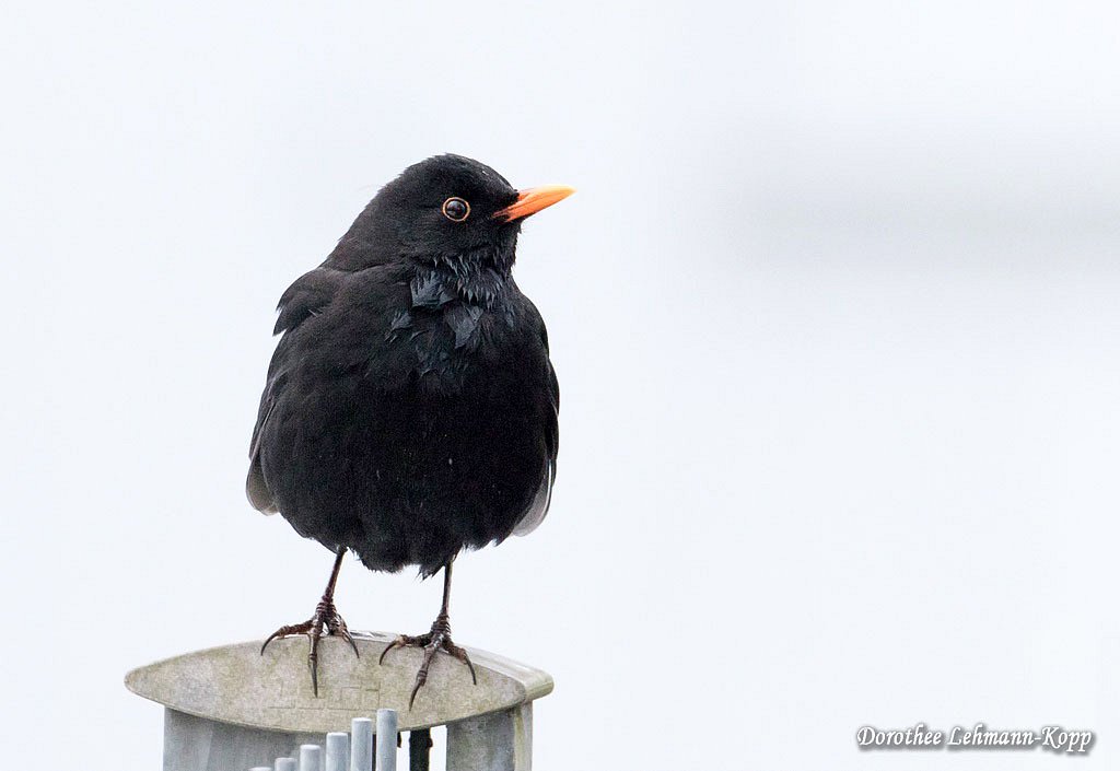 Amsel m