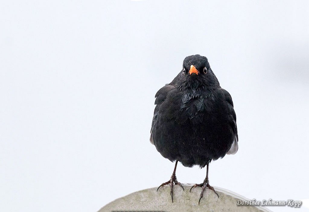 Amsel m