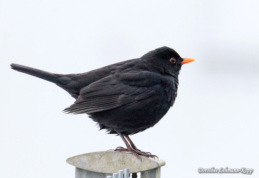 Amsel m