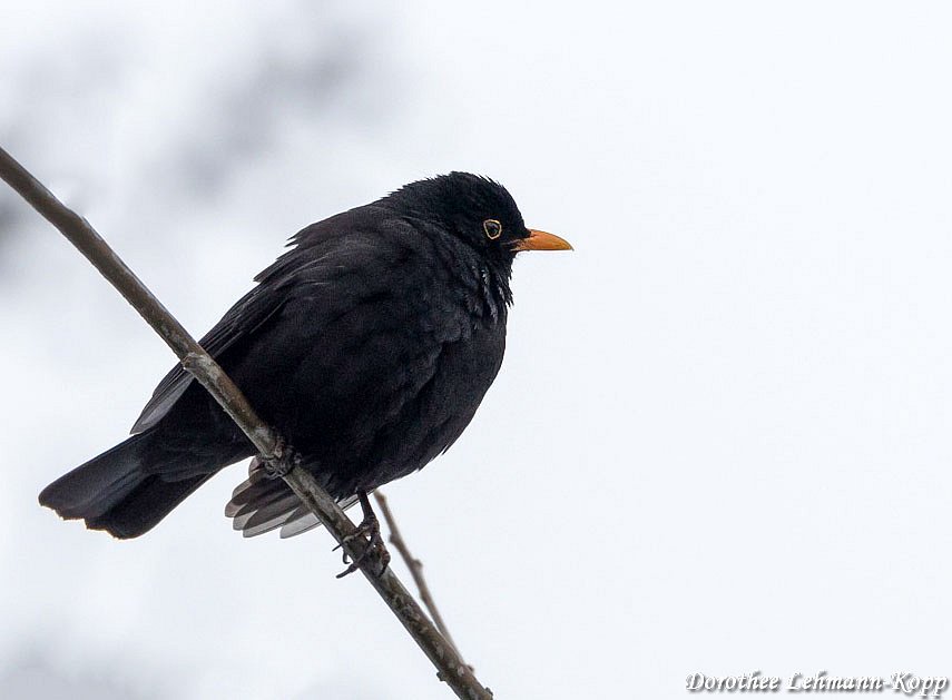 Amsel m 