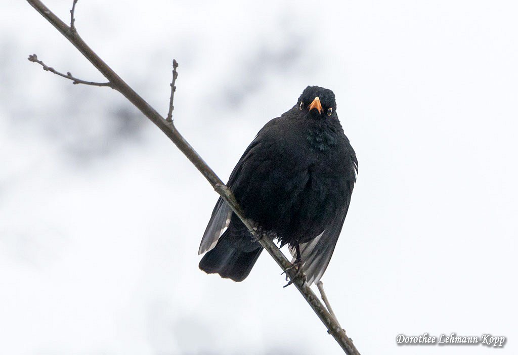 Amsel m 