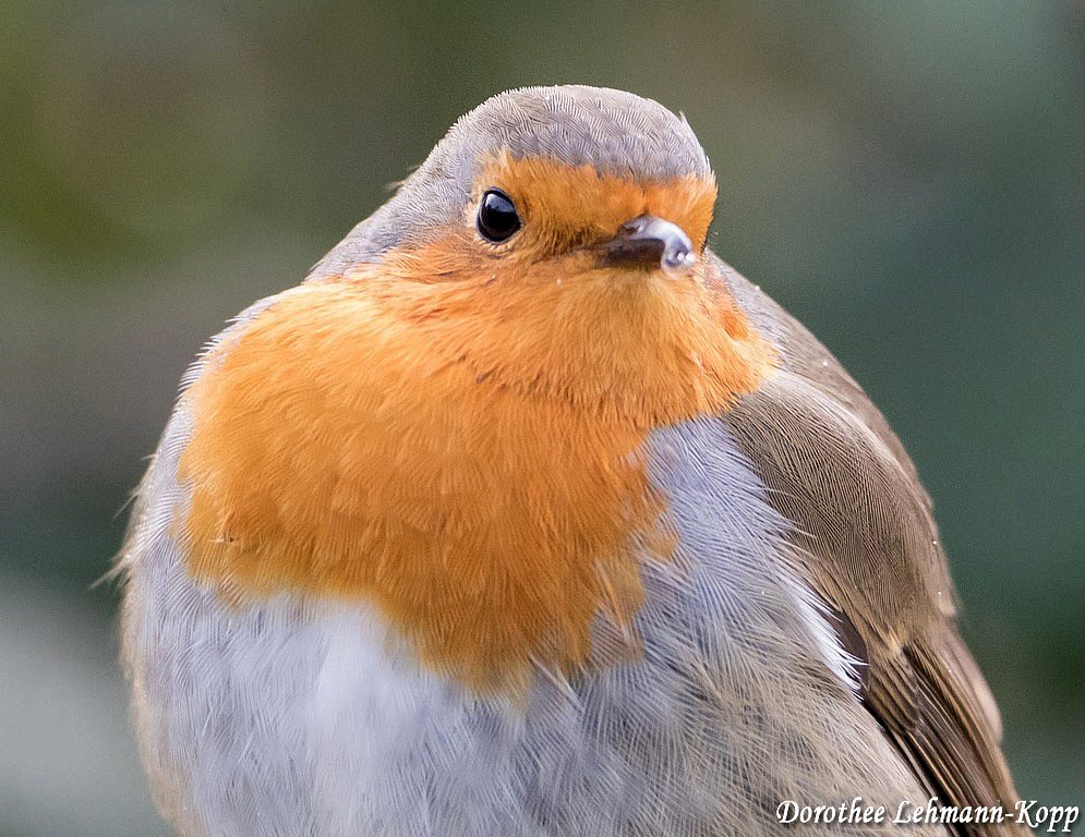 Rotkehlchen