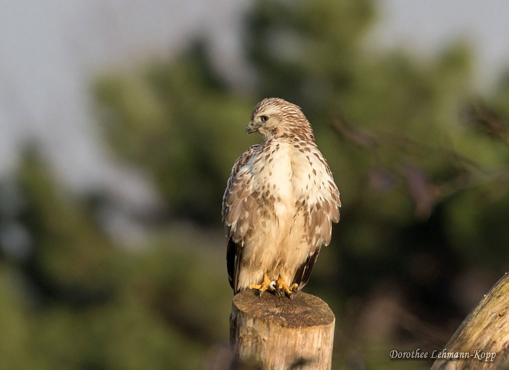 Bussard