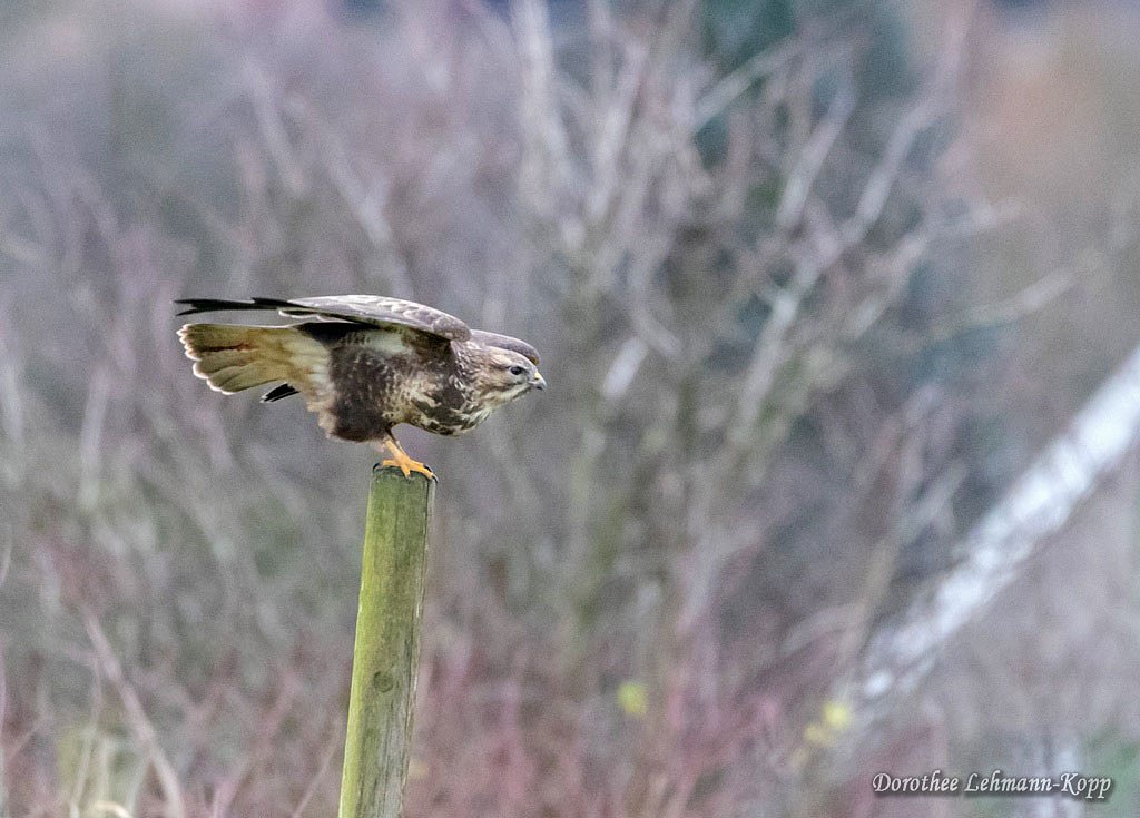 Bussard