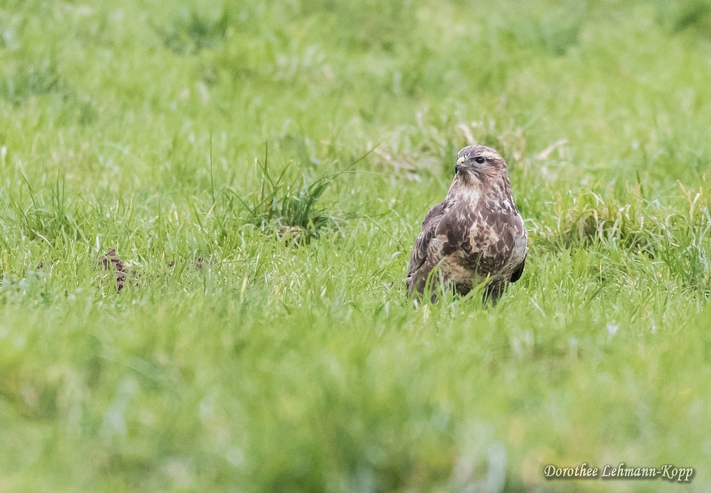 Bussard