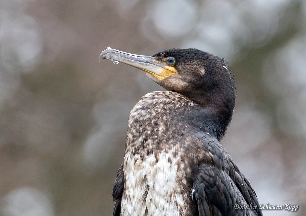 Kormoran