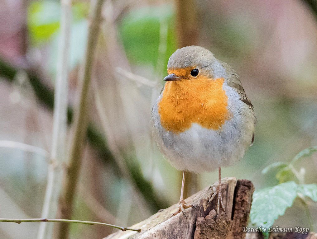 Rotkehlchen