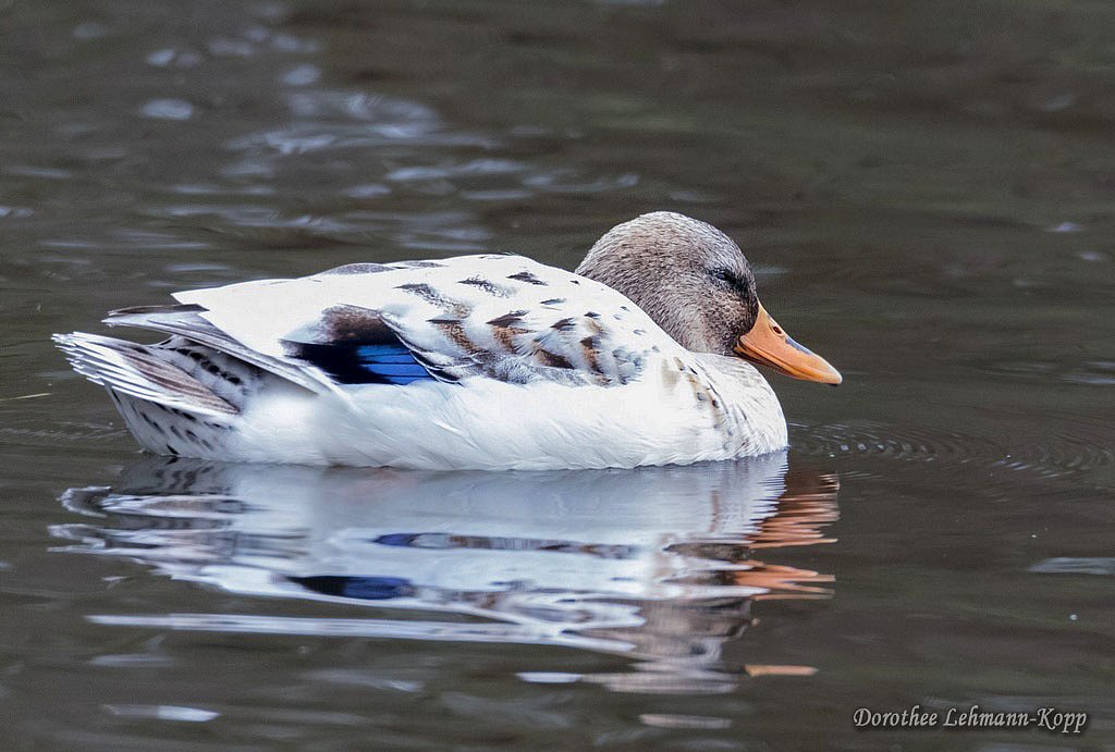 Stockente / Hausente Hybrid