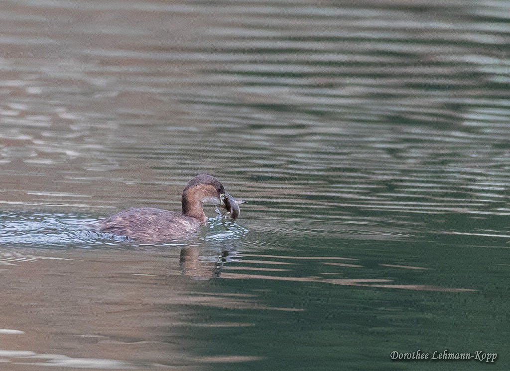Zwergtaucher