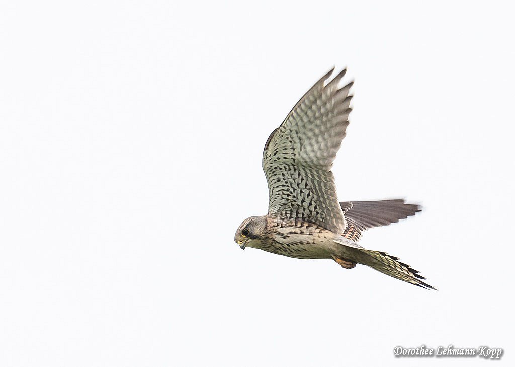 Turmfalke Terzel