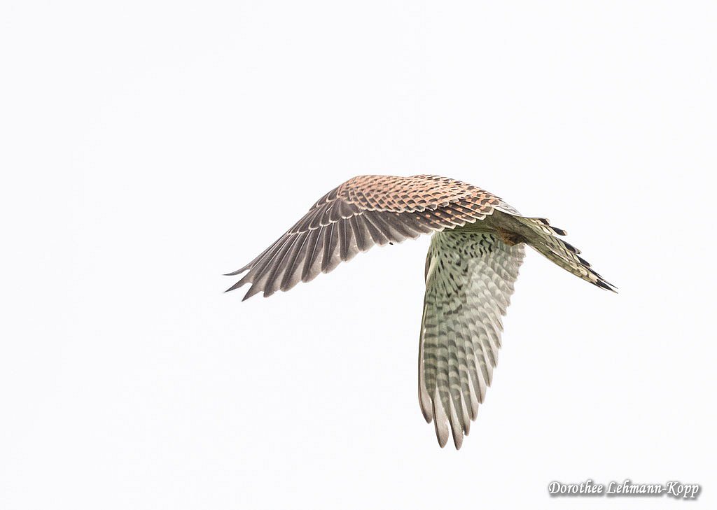 Turmfalke Terzel