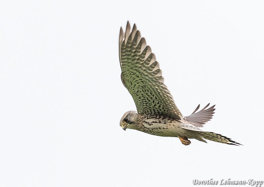 Turmfalke Terzel