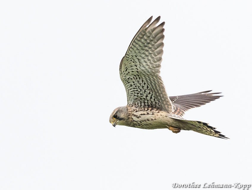Turmfalke Terzel