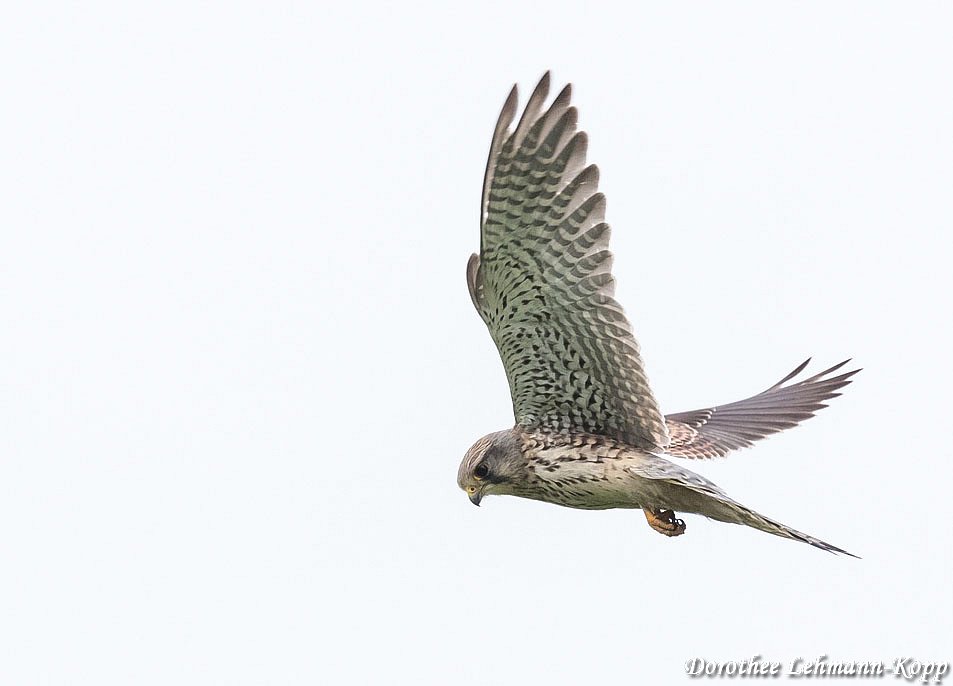 Turmfalke Terzel