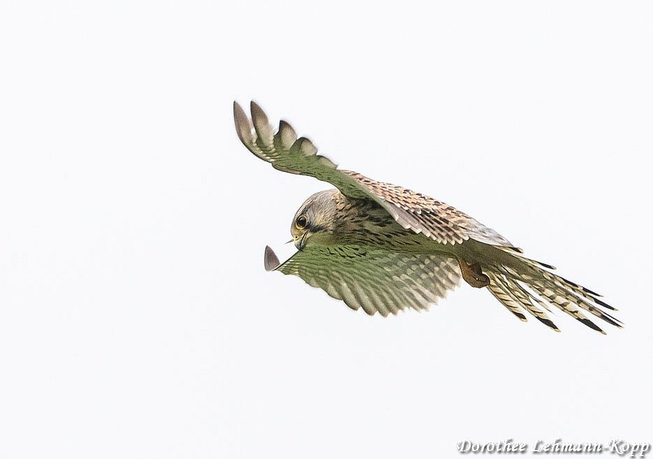 Turmfalke Terzel