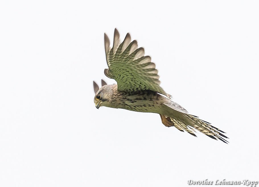 Turmfalke Terzel
