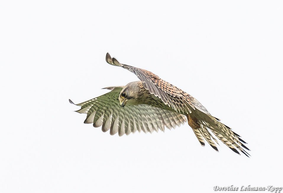 Turmfalke Terzel