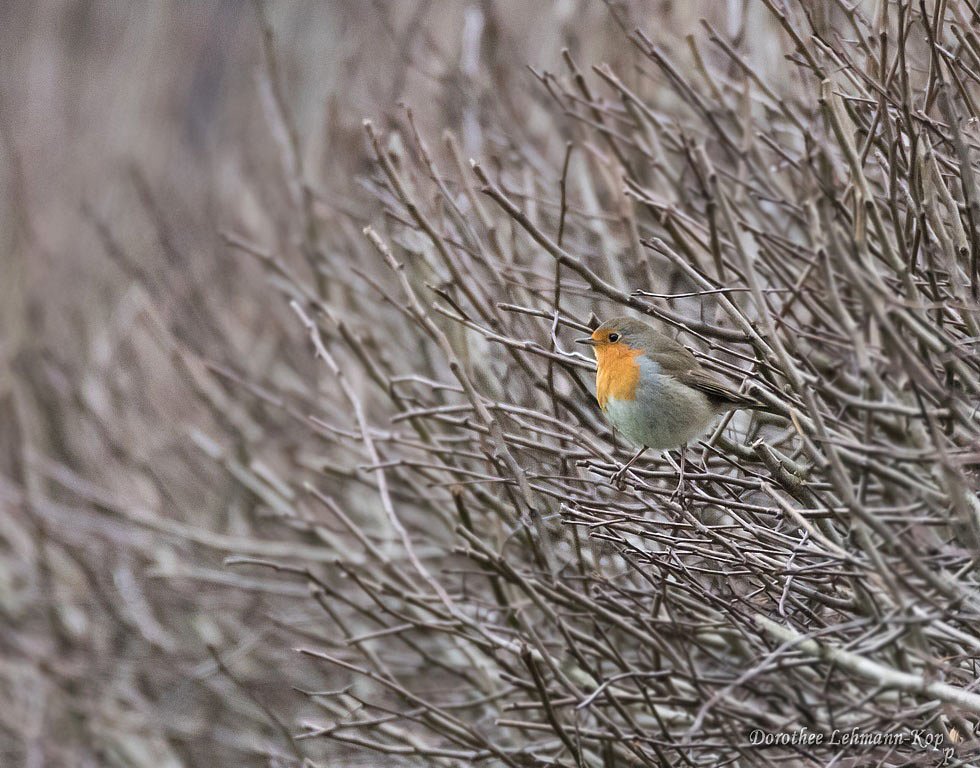 Rotkehlchen