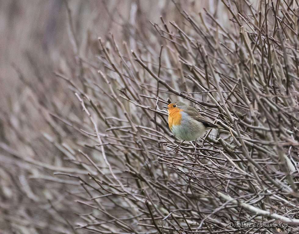Rotkehlchen