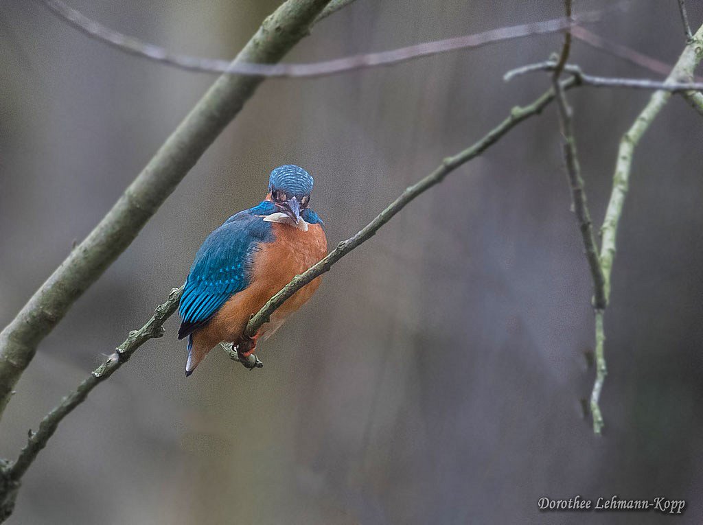 Eisvogel m