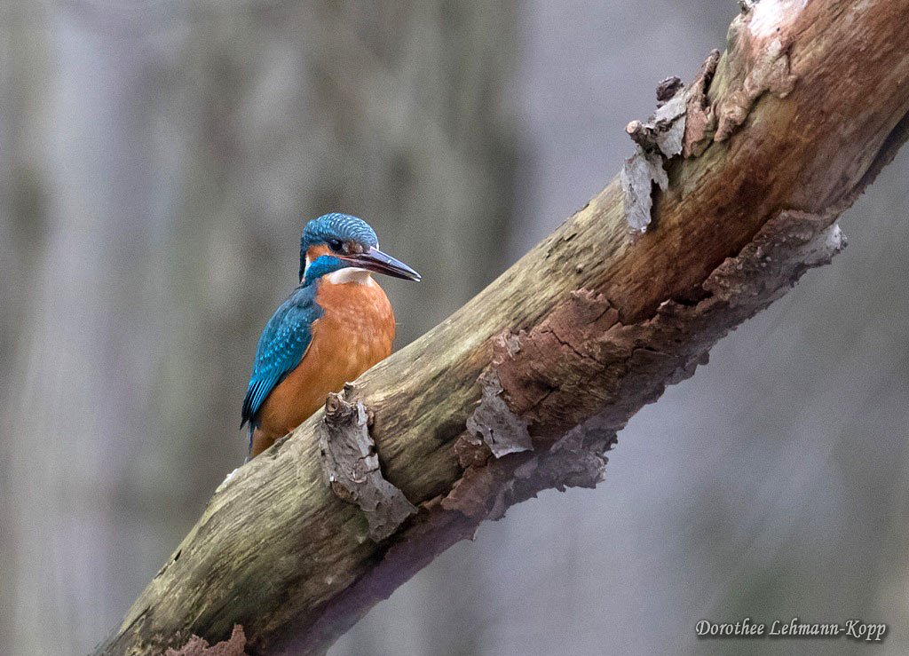Eisvogel m