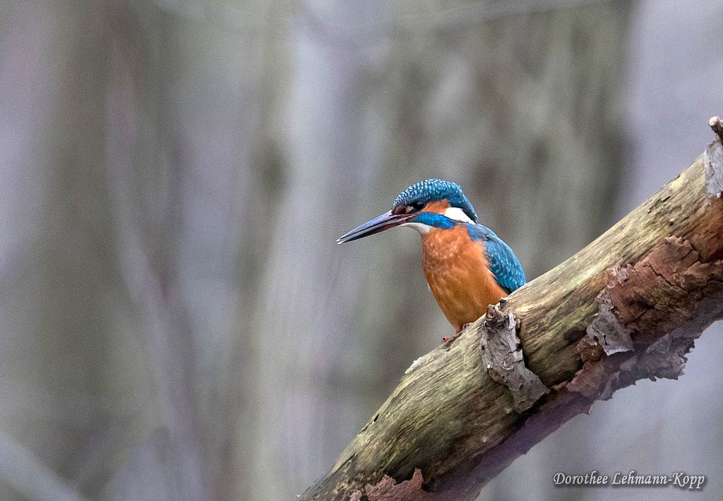 Eisvogel m
