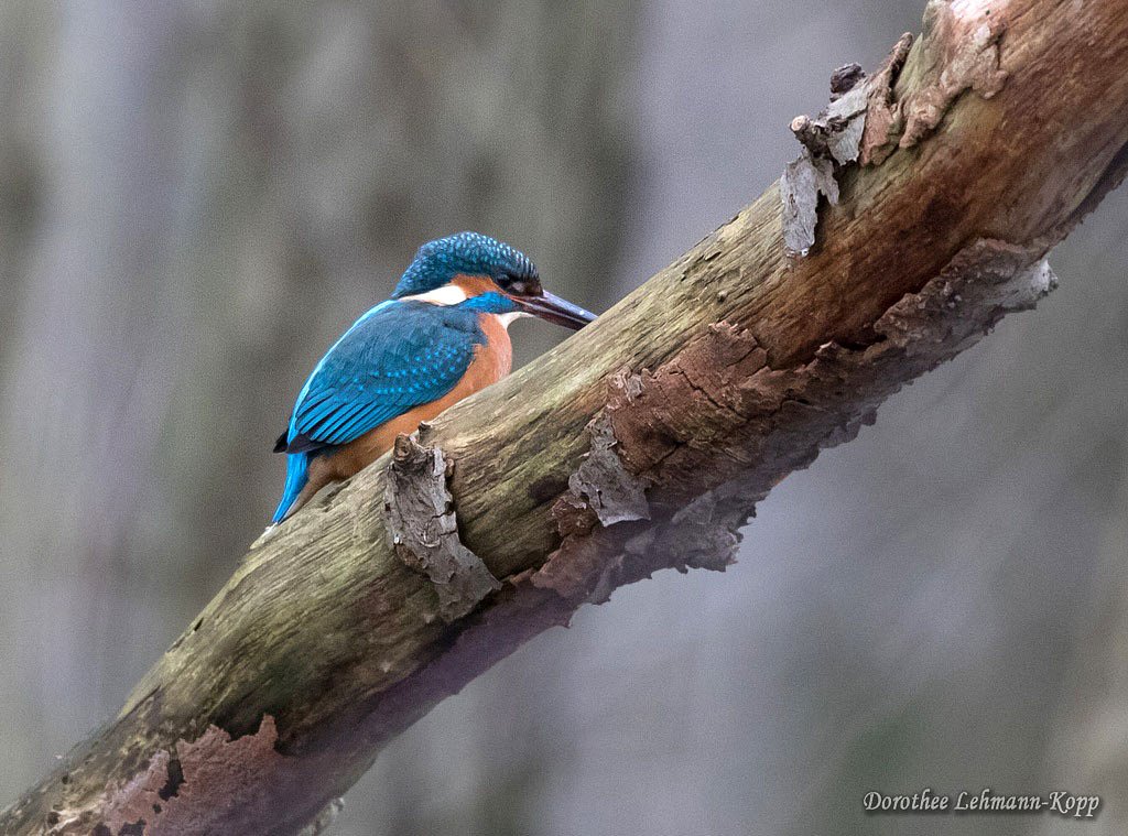 Eisvogel m