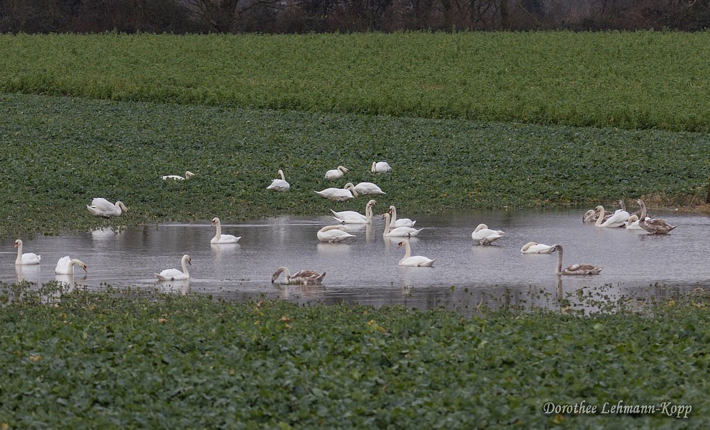 Hoeckerschwaene