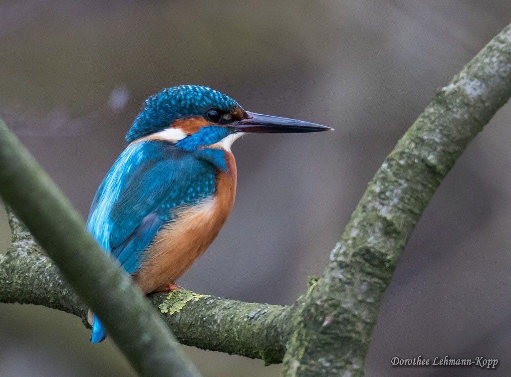 Eisvogel