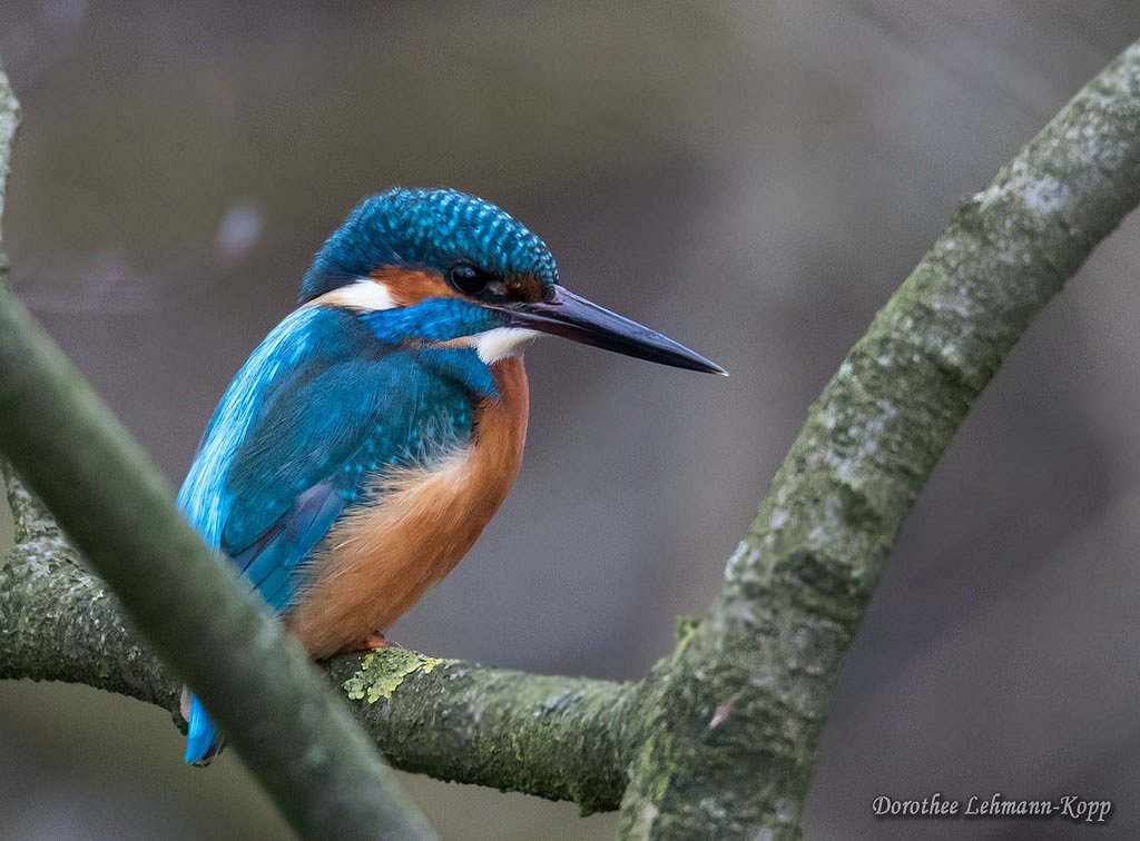 Eisvogel