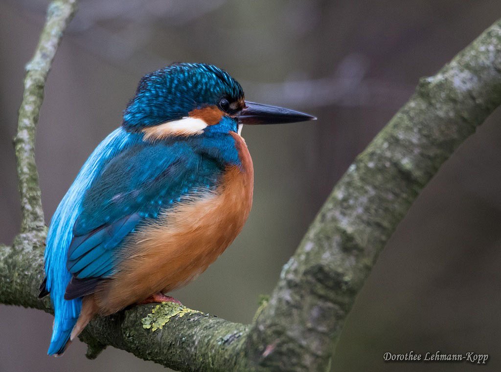 Eisvogel