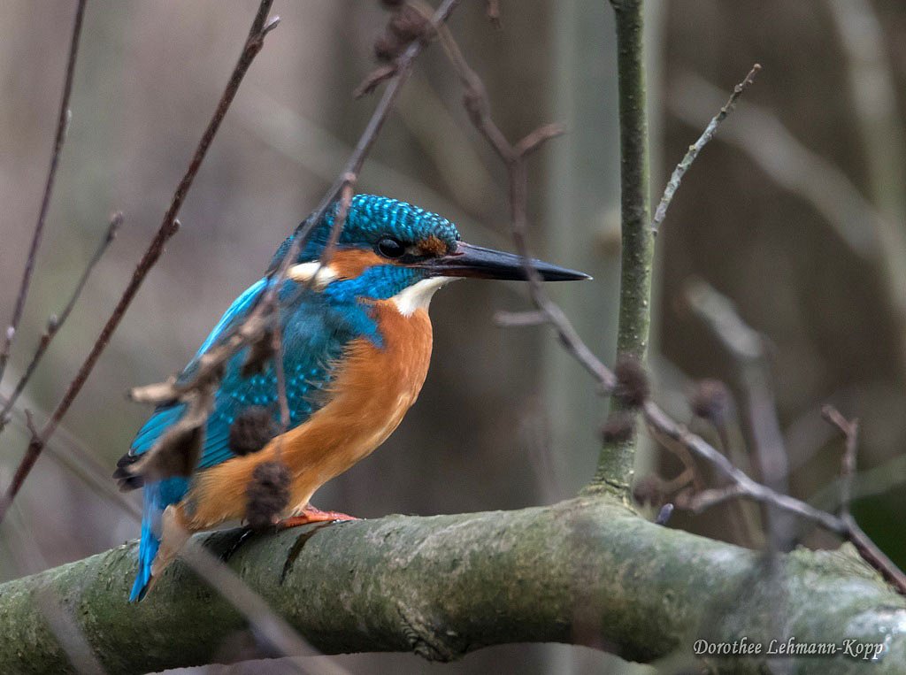 Eisvogel