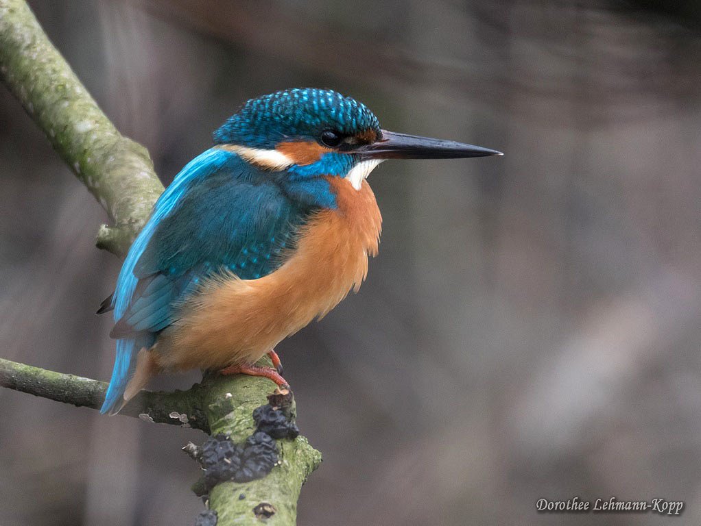 Eisvogel
