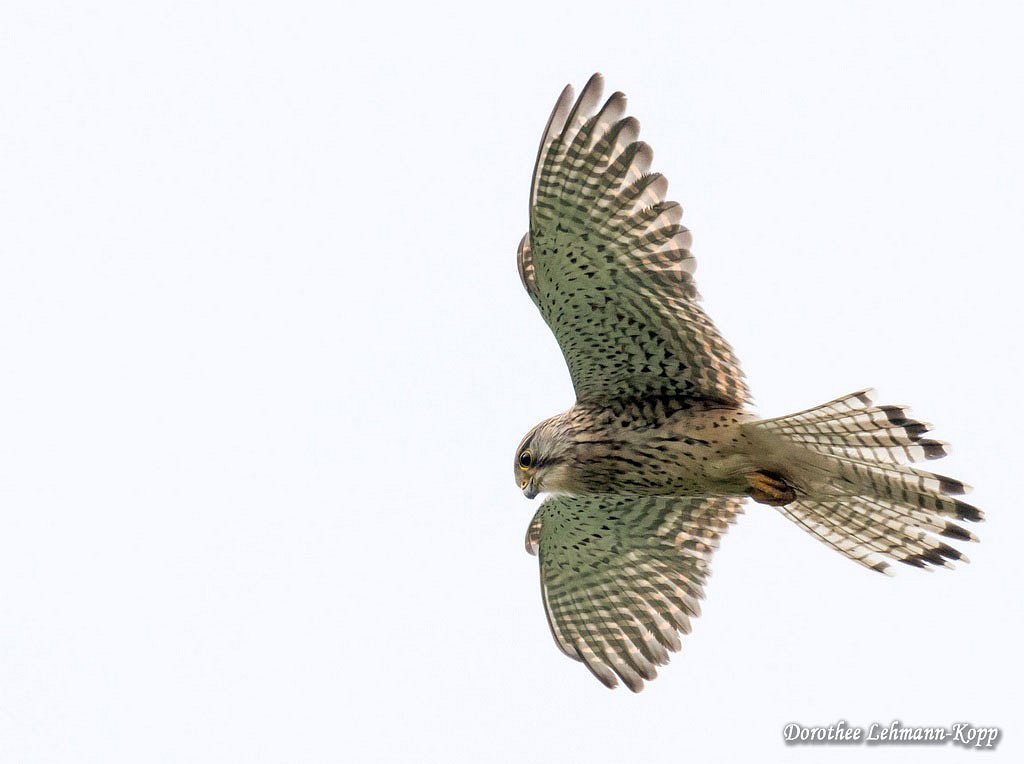 Turmfalke, Terzel