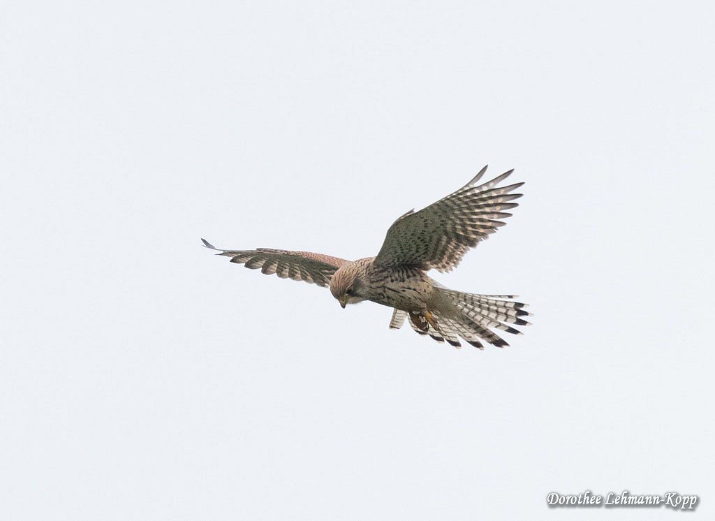 Turmfalke, Terzel