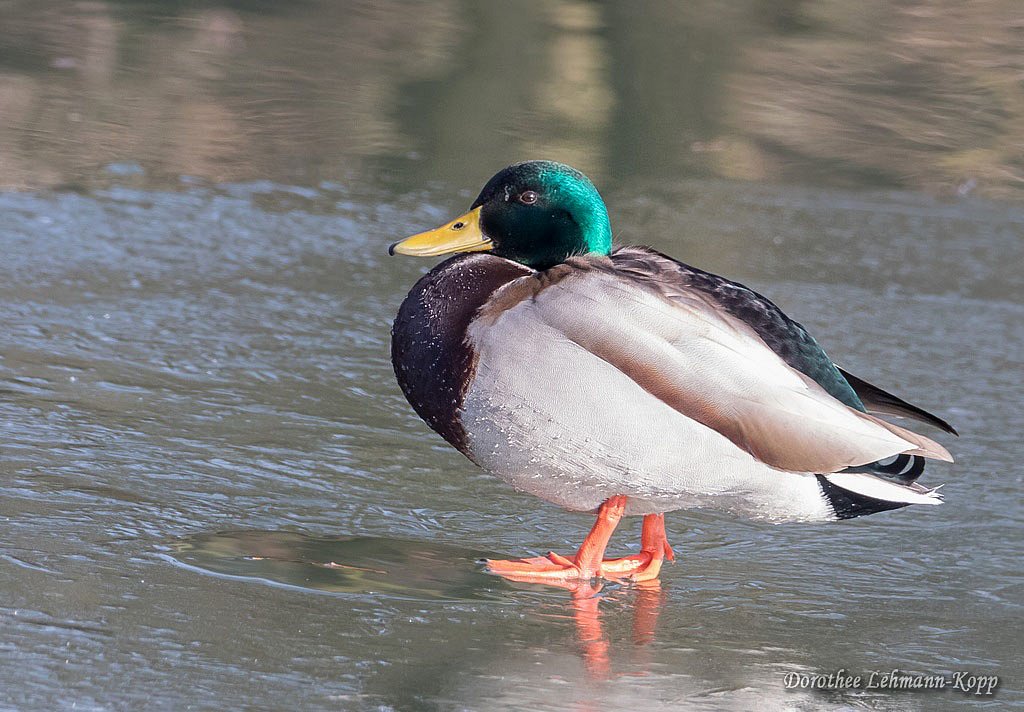 Stockenten