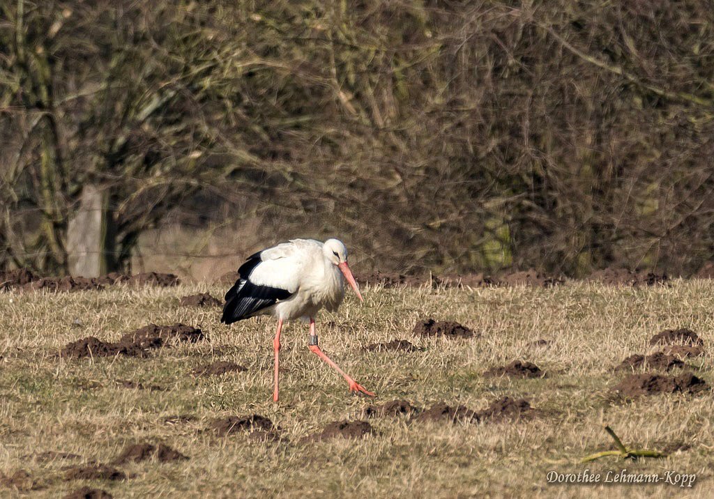Weissstorch