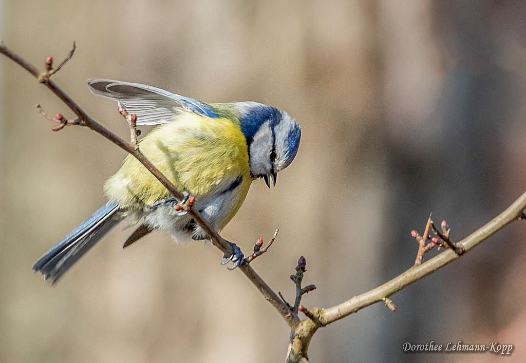 Blaumeise