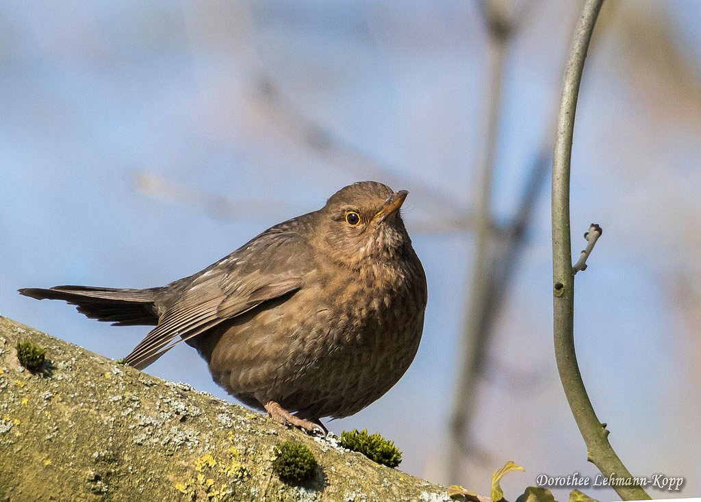 Amsel w