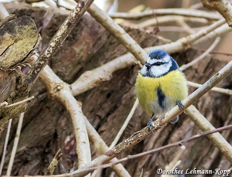 Blaumeise