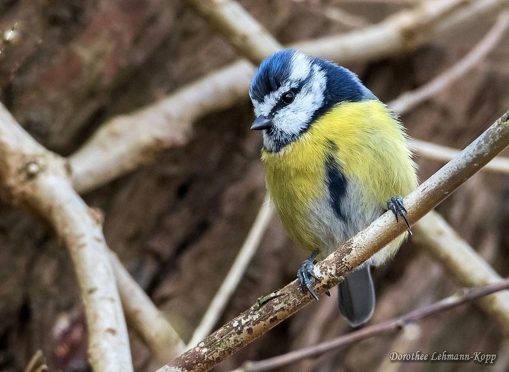 Blaumeise