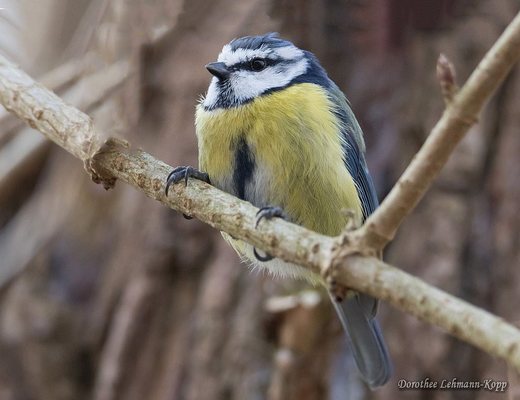 Blaumeise
