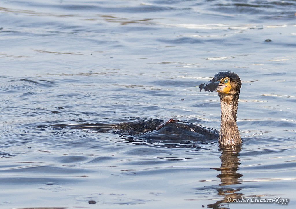 Kormoran
