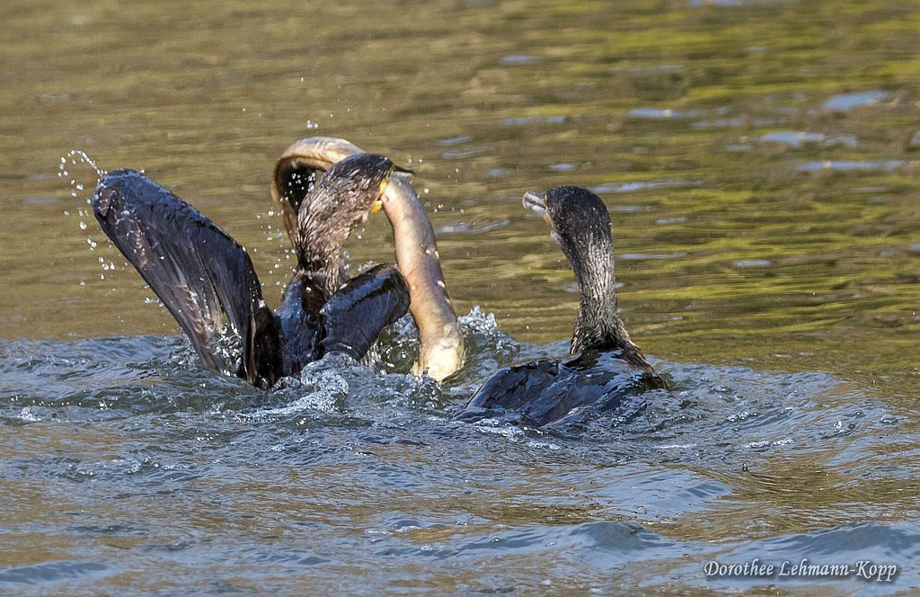 Kormoran