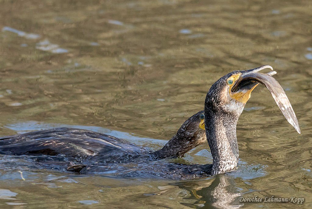 Kormoran