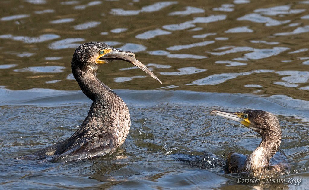 Kormoran