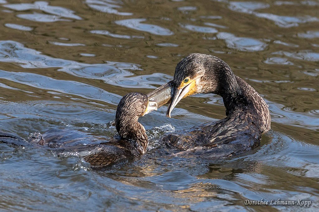 Kormoran