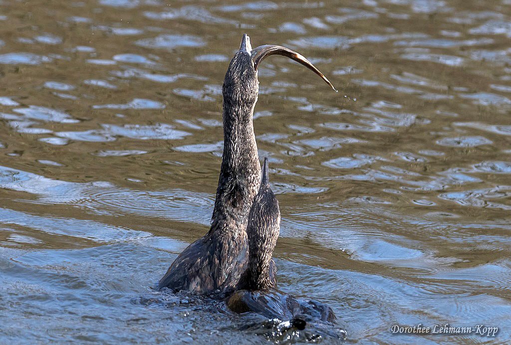 Kormoran