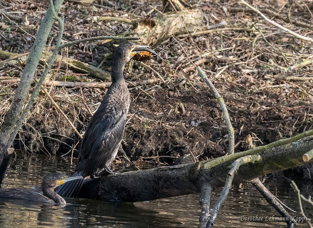 Kormoran